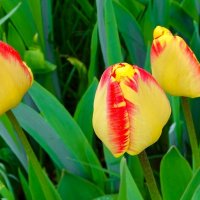 Городские цветы :: Милешкин Владимир Алексеевич 