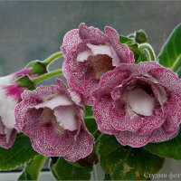 Зацвела глоксиния на моём окне :: Студия фотографии