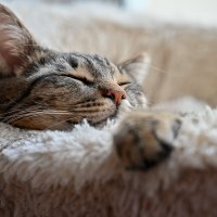 Гошанчик :: Вадим 