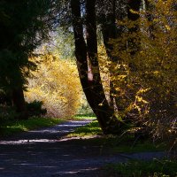 Пейзаж :: Дмитрий Swan