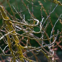 Ветки :: Дмитрий Swan