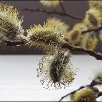 Весеннее настроение. :: Лилия *