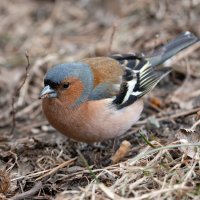 Зяблик :: Станислав С.