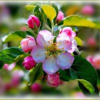 Яблони цвет ... :: Валентина Надсон