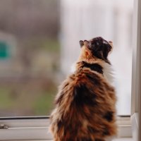 Алиса. Кошка фотографа) :: Вячеслав Владимирович