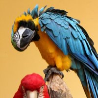 Попугаи :: Savayr 