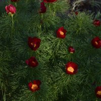 Воронец :: Юрий Воронов