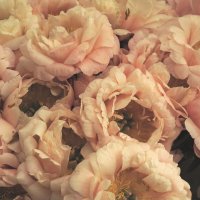 Пионы :: Юрий Воронов