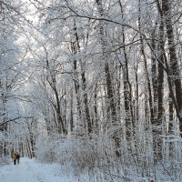 Зимняя дубрава :: Юрий Воронов