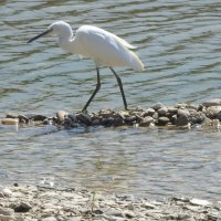 Белая цапля... :: Александр Герасенков