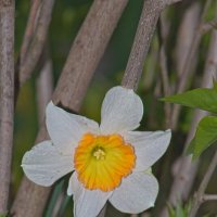 Нарцисс :: Giant Tao /