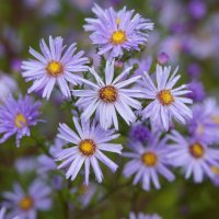 После дождя :: Viktor Odysey