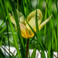 Желтый тюльпан :: Игорь Сикорский