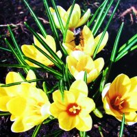 Ещё цветут крокусы :: Людмила Смородинская