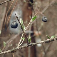 прошлогодние ягодки и новые листочки :: Лера 