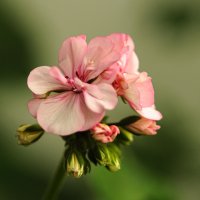 Пеларгония. :: Николай 