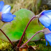 Печёноцницы :: Милешкин Владимир Алексеевич 