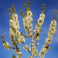 Весна :: Анатолий Чикчирный