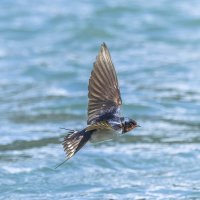 ласточка деревенская. :: юрий макаров