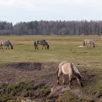 *** :: Геннадий Порохов