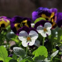 Милые цветочки :) :: Татьян@ Ивановна