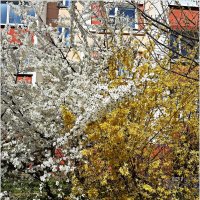 Весеннее..... :: Валерия Комова