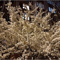 На вечерней прогулке. :: Валерия Комова