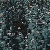 трава за домом :: Николай Семёнов