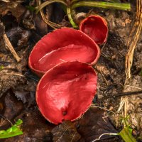 саркосцифа австрийская :: Va-Dim ...