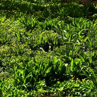 Весна! :: Юрий Гайворонскiий