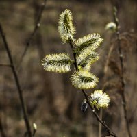 *** :: Николай 