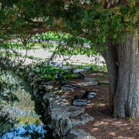 Отдыхают "мальчики"! :: Варвара 