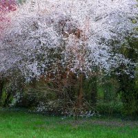 Весна в парке Гагарина :: Валентин Семчишин