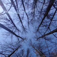 Небо и высота :: светлана льдокова