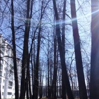 Весенний вайб :: светлана льдокова