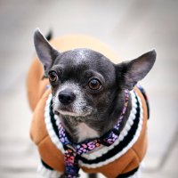 ... :: Владимир Салапонов