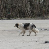 Дорога... :: Елена Минина