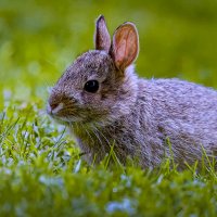 Дикий кролик :: Aleksey Afonin