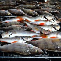 Окуни перед копчением. :: Михаил К