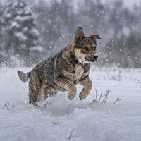 Щенок дворянской породы :: Aleksey Afonin