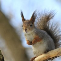 .. :: Ninell Nikitina