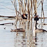 весенний "танец" чомг... :: Александр Герасенков
