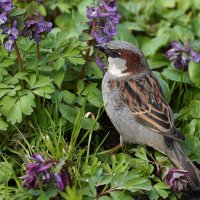 Любитель цветов :: Татьяна Тюменка