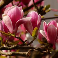Магнолия символ женственности и красоты :: Юрий. Шмаков