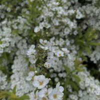 Цветы в вблизи :: М С