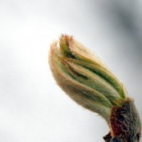 Зелёный огонёк. :: Вячеслав. Синицын