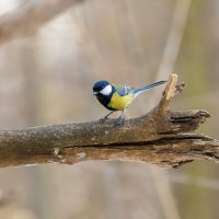 Синичка на ветке весной :: Александр Синдерёв