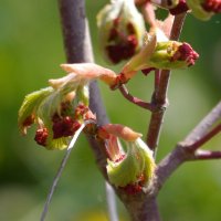 Весна в Ботаническом саду :: Дмитрий Swan