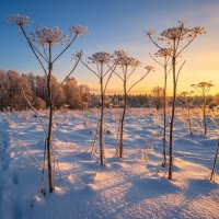 Борщевик на закате :: Лилия 