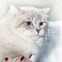 ,,, :: Светлана Ищенко